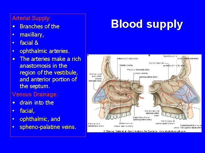 Arterial Supply: § Branches of the • maxillary, • facial & • ophthalmic arteries.