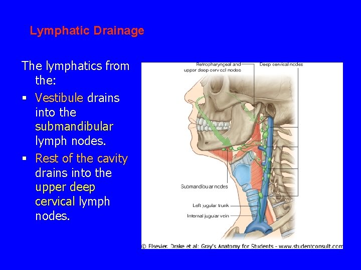 Lymphatic Drainage The lymphatics from the: § Vestibule drains into the submandibular lymph nodes.