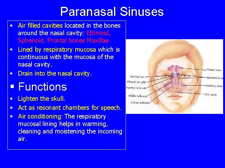 Paranasal Sinuses § Air filled cavities located in the bones around the nasal cavity: