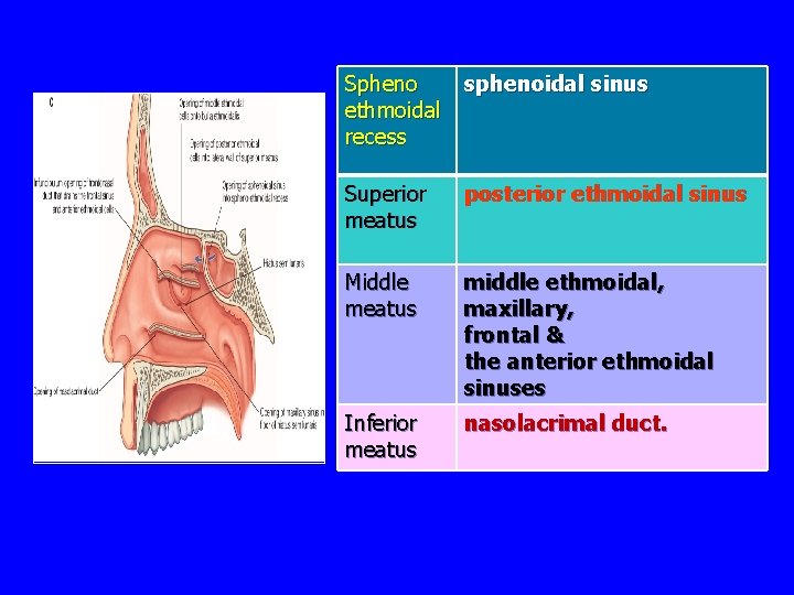 Spheno ethmoidal recess sphenoidal sinus Superior meatus posterior ethmoidal sinus Middle meatus middle ethmoidal,