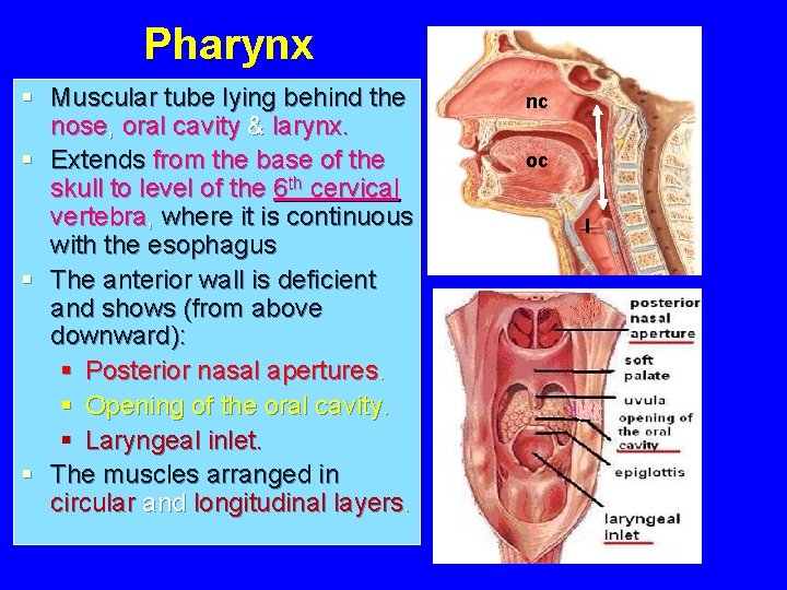 Pharynx § Muscular tube lying behind the nose, oral cavity & larynx. § Extends