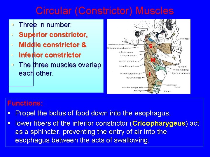 Circular (Constrictor) Muscles § • • • § Three in number: Superior constrictor, Middle