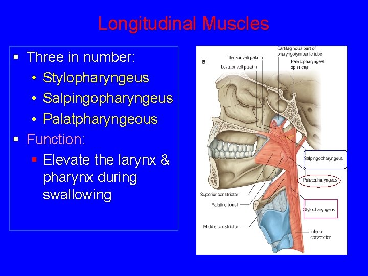 Longitudinal Muscles § Three in number: • Stylopharyngeus • Salpingopharyngeus • Palatpharyngeous § Function: