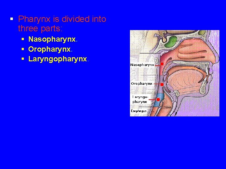 § Pharynx is divided into three parts: § Nasopharynx. § Oropharynx. § Laryngopharynx. 