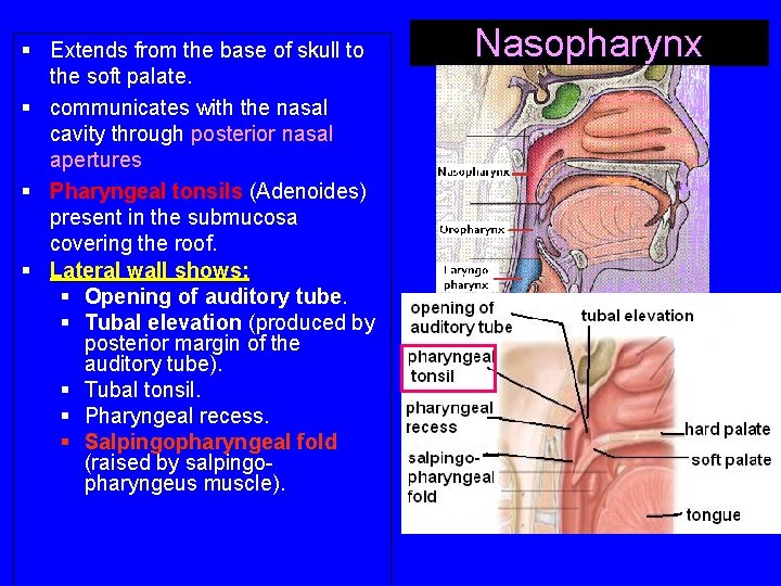 § Extends from the base of skull to the soft palate. § communicates with