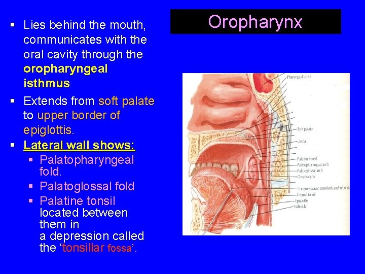 § Lies behind the mouth, communicates with the oral cavity through the oropharyngeal isthmus