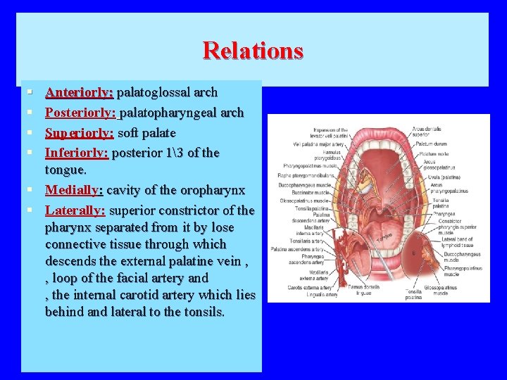 Relations § § Anteriorly: palatoglossal arch Posteriorly: palatopharyngeal arch Superiorly: soft palate Inferiorly: posterior