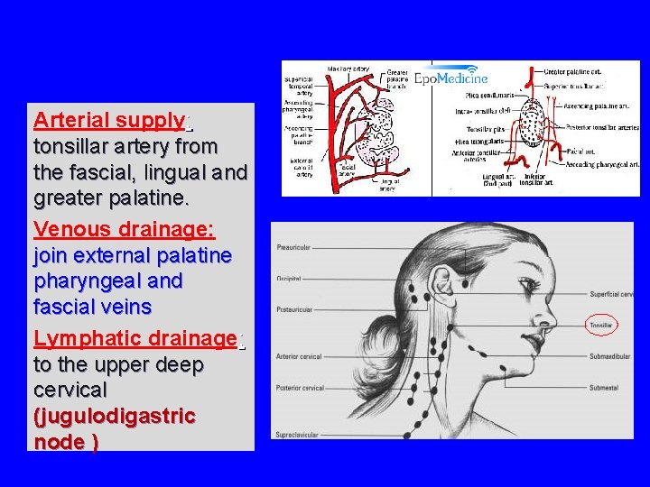 Arterial supply; tonsillar artery from the fascial, lingual and greater palatine. Venous drainage: join