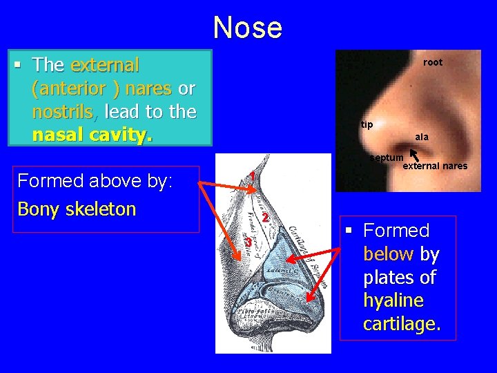 Nose § The external (anterior ) nares or nostrils, lead to the nasal cavity.