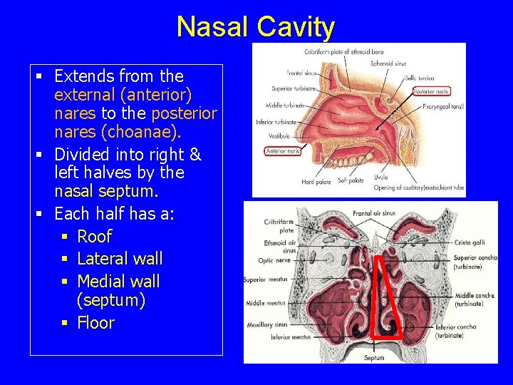 Nasal Cavity § Extends from the external (anterior) nares to the posterior nares (choanae).