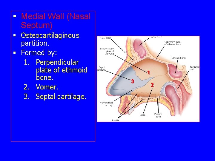 § Medial Wall (Nasal Septum) § Osteocartilaginous partition. § Formed by: 1. Perpendicular plate