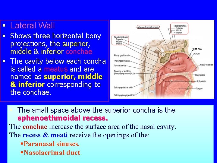 § Lateral Wall § Shows three horizontal bony projections, the superior, middle & inferior