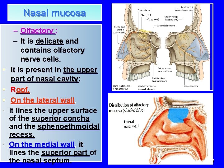 Nasal mucosa § § § – Olfactory : – It is delicate and contains