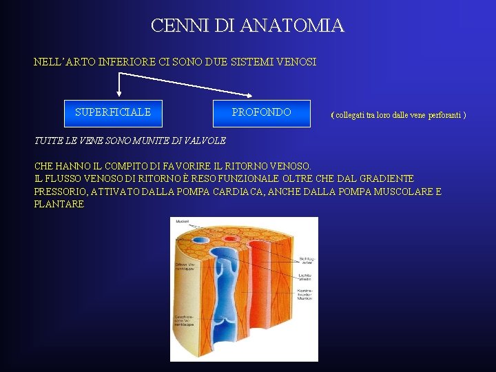 CENNI DI ANATOMIA NELL’ARTO INFERIORE CI SONO DUE SISTEMI VENOSI SUPERFICIALE PROFONDO ( collegati CENNI DI ANATOMIA NELL’ARTO INFERIORE CI SONO DUE SISTEMI VENOSI SUPERFICIALE PROFONDO ( collegati