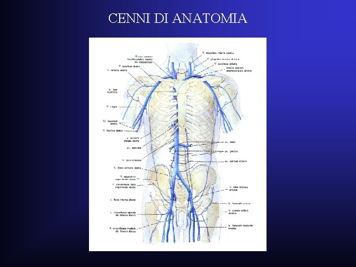 CENNI DI ANATOMIA CENNI DI ANATOMIA