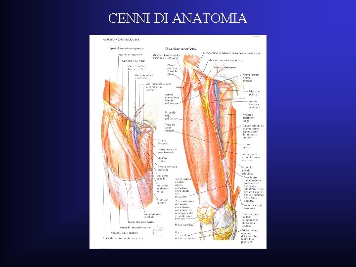 CENNI DI ANATOMIA CENNI DI ANATOMIA