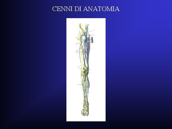 CENNI DI ANATOMIA CENNI DI ANATOMIA