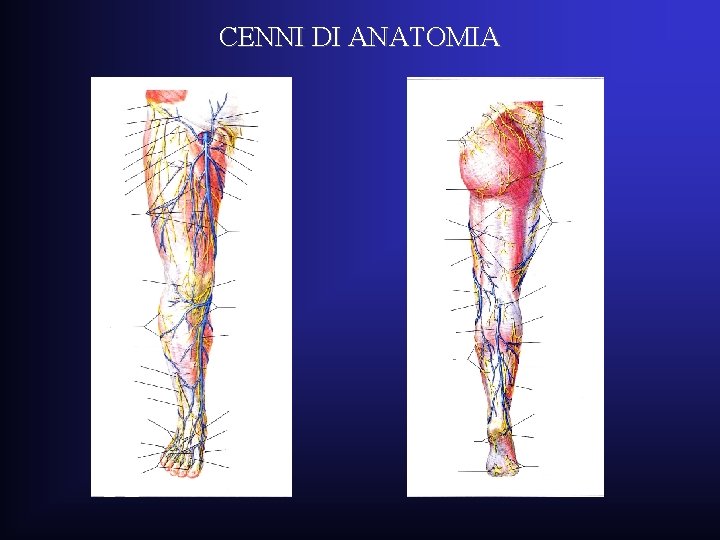 CENNI DI ANATOMIA CENNI DI ANATOMIA