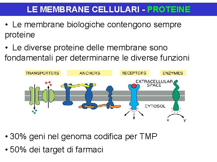 LE MEMBRANE CELLULARI - PROTEINE • Le membrane biologiche contengono sempre proteine • Le LE MEMBRANE CELLULARI - PROTEINE • Le membrane biologiche contengono sempre proteine • Le