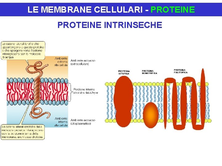 LE MEMBRANE CELLULARI - PROTEINE INTRINSECHE LE MEMBRANE CELLULARI - PROTEINE INTRINSECHE