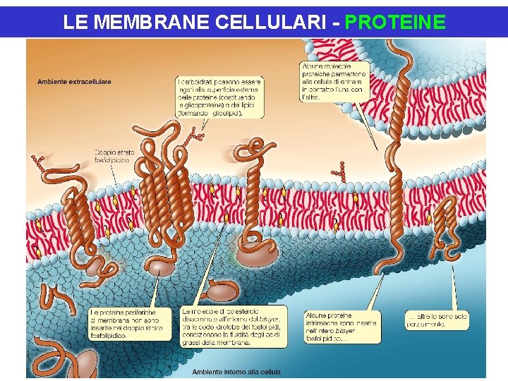 LE MEMBRANE CELLULARI - PROTEINE LE MEMBRANE CELLULARI - PROTEINE