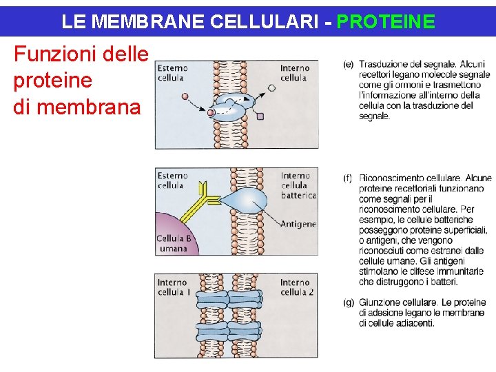 LE MEMBRANE CELLULARI - PROTEINE Funzioni delle proteine di membrana LE MEMBRANE CELLULARI - PROTEINE Funzioni delle proteine di membrana