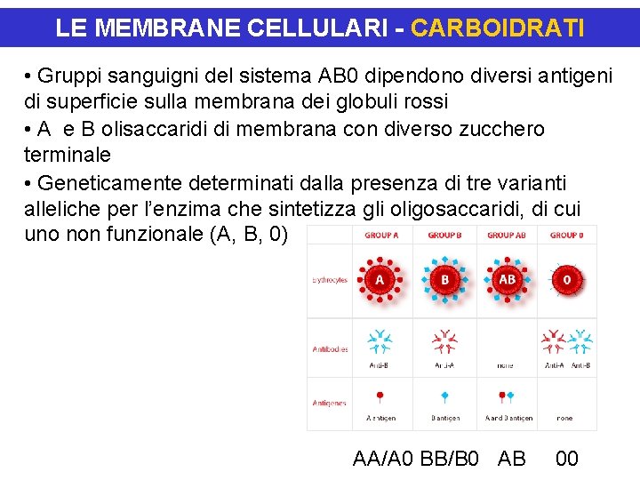 LE MEMBRANE CELLULARI - CARBOIDRATI • Gruppi sanguigni del sistema AB 0 dipendono diversi LE MEMBRANE CELLULARI - CARBOIDRATI • Gruppi sanguigni del sistema AB 0 dipendono diversi