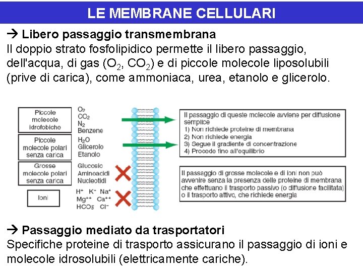 LE MEMBRANE CELLULARI Libero passaggio transmembrana Il doppio strato fosfolipidico permette il libero passaggio, LE MEMBRANE CELLULARI Libero passaggio transmembrana Il doppio strato fosfolipidico permette il libero passaggio,
