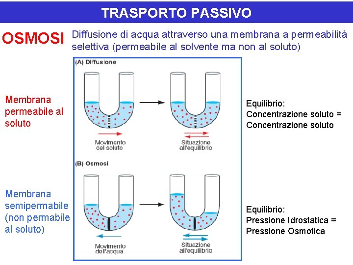 TRASPORTO PASSIVO OSMOSI Diffusione di acqua attraverso una membrana a permeabilità selettiva (permeabile al TRASPORTO PASSIVO OSMOSI Diffusione di acqua attraverso una membrana a permeabilità selettiva (permeabile al