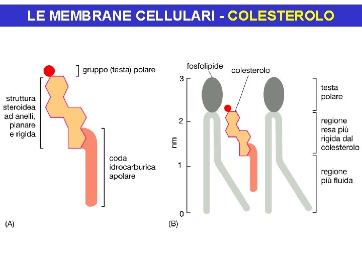 LE MEMBRANE CELLULARI - COLESTEROLO LE MEMBRANE CELLULARI - COLESTEROLO
