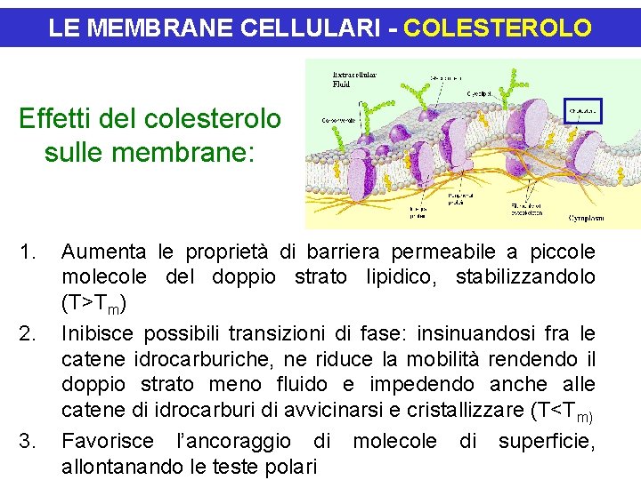 LE MEMBRANE CELLULARI - COLESTEROLO Effetti del colesterolo sulle membrane: 1. 2. 3. Aumenta LE MEMBRANE CELLULARI - COLESTEROLO Effetti del colesterolo sulle membrane: 1. 2. 3. Aumenta