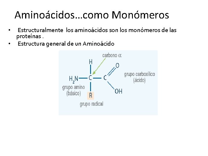 Aminoácidos…como Monómeros Estructuralmente los aminoácidos son los monómeros de las proteínas. • Estructura general