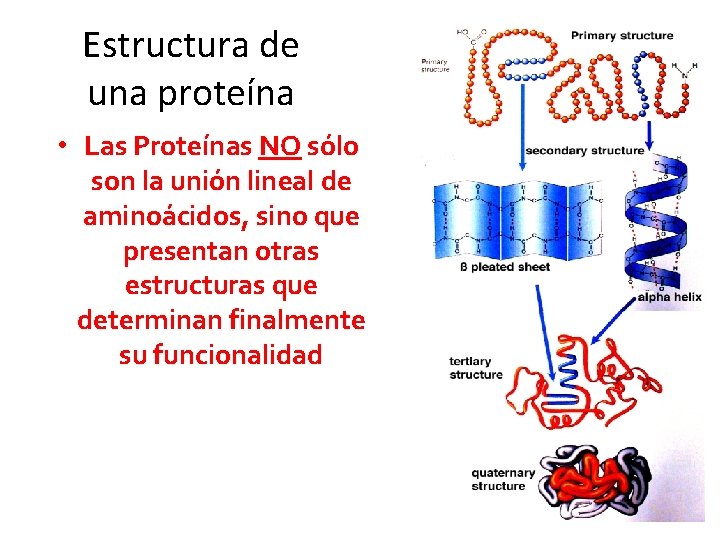 Estructura de una proteína • Las Proteínas NO sólo son la unión lineal de