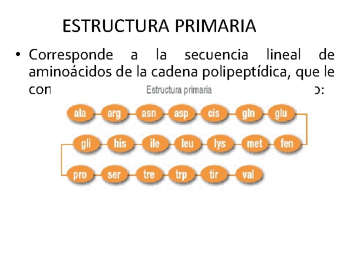 ESTRUCTURA PRIMARIA • Corresponde a la secuencia lineal de aminoácidos de la cadena polipeptídica,