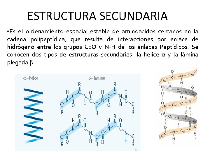 ESTRUCTURA SECUNDARIA • Es el ordenamiento espacial estable de aminoácidos cercanos en la cadena