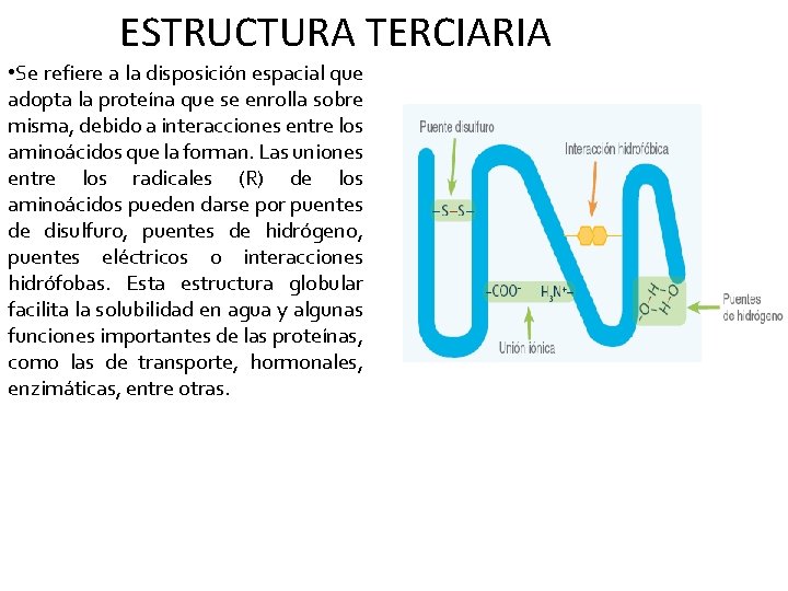 ESTRUCTURA TERCIARIA • Se refiere a la disposición espacial que adopta la proteína que