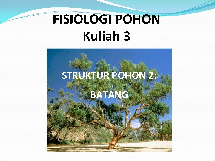 FISIOLOGI POHON Kuliah 3 STRUKTUR POHON 2: BATANG 