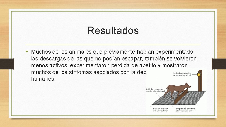 Resultados • Muchos de los animales que previamente habían experimentado las descargas de las Resultados • Muchos de los animales que previamente habían experimentado las descargas de las