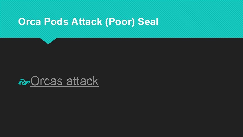 Orca Pods Attack (Poor) Seal Orcas attack 