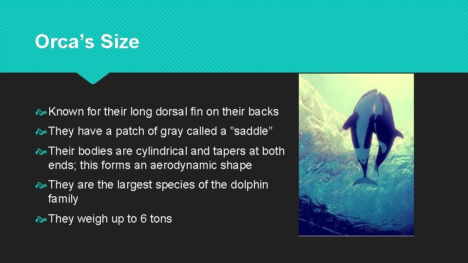 Orca’s Size Known for their long dorsal fin on their backs They have a