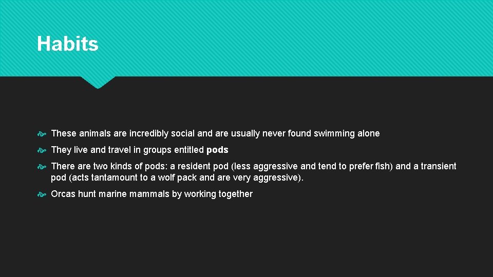 Habits These animals are incredibly social and are usually never found swimming alone They
