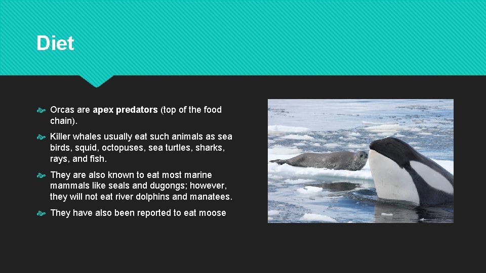 Diet Orcas are apex predators (top of the food chain). Killer whales usually eat
