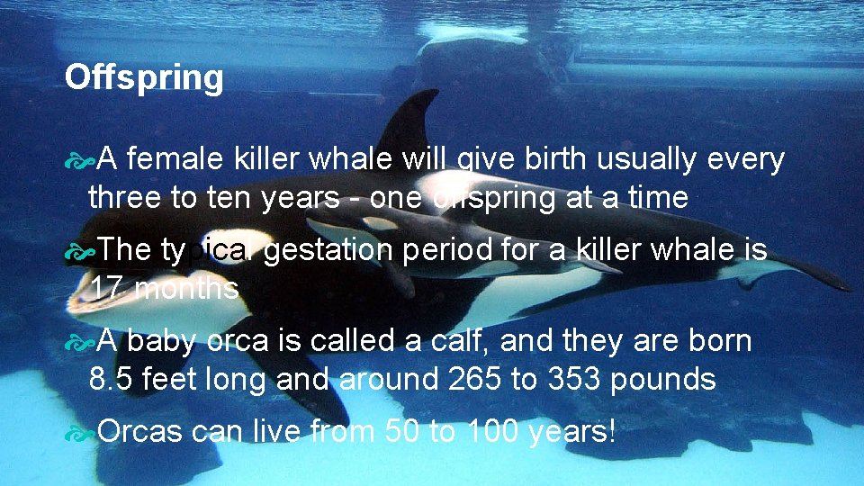 Offspring A female killer whale will give birth usually every three to ten years