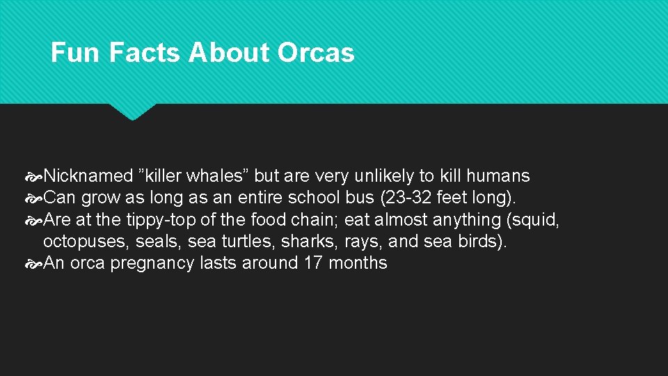 Fun Facts About Orcas Nicknamed ”killer whales” but are very unlikely to kill humans