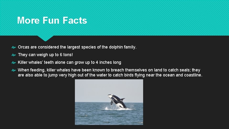 More Fun Facts Orcas are considered the largest species of the dolphin family. They