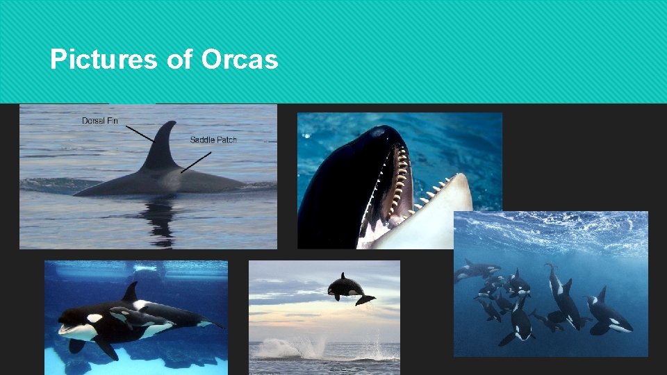 Pictures of Orcas 