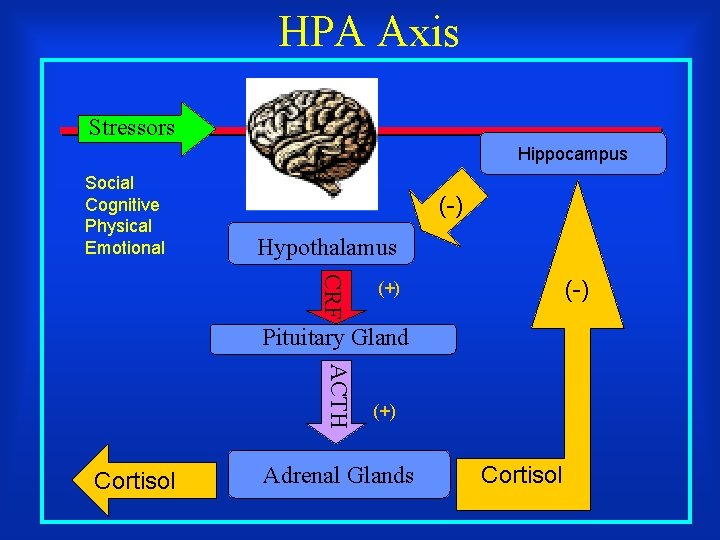 HPA Axis Stressors Hippocampus Social Cognitive Physical Emotional (-) Hypothalamus CRF (-) (+) Pituitary