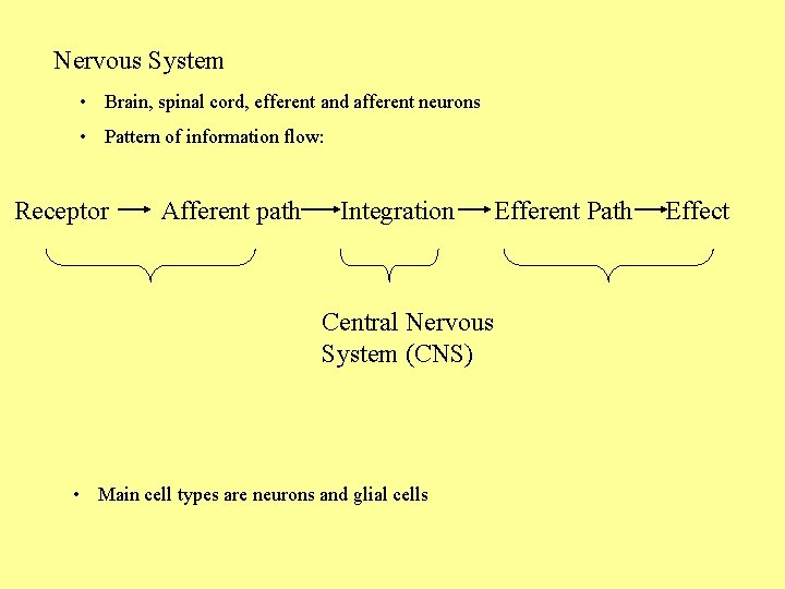Nervous System • Brain, spinal cord, efferent and afferent neurons • Pattern of information