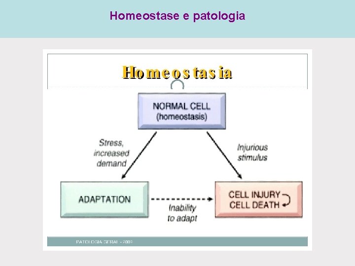 Homeostase e patologia Homeostase e patologia