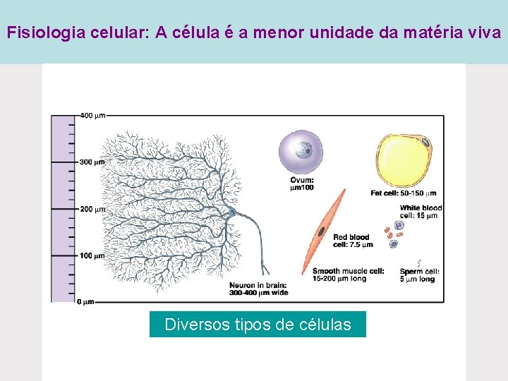 Fisiologia celular: A célula é a menor unidade da matéria viva Diversos tipos de Fisiologia celular: A célula é a menor unidade da matéria viva Diversos tipos de